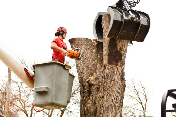 How Our Tree Care Process Works  in  Mangonia Park, FL